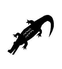 Alligator