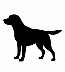 Year Of Dog