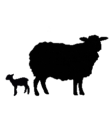 Sheep Gives Birth