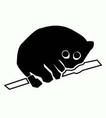 Slow Loris