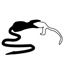Snake Swallowing Monkey
