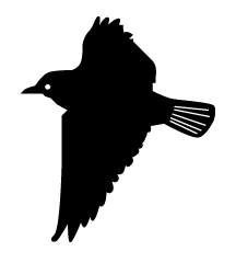 Bird Flying Home