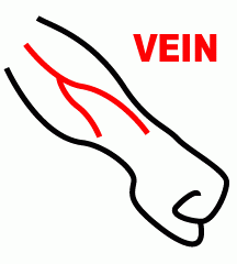Vein