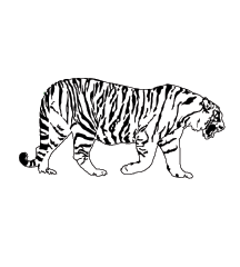 White Tiger
