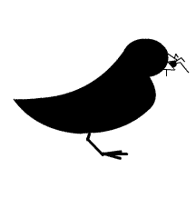 Bird Eating Spider