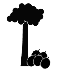 Durian Tree