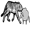 Tigers eat sheep