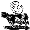 A hen stands on the cattle