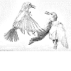 Bird fights