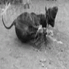 Slaughter a cattle