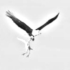 An eagle catching a chick