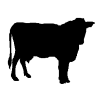 Dairy cattle