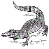 Crocodile