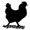 Hen