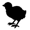Chick