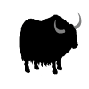 Tibetan cattle