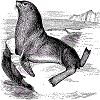 Steller sea lion