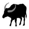 Buffalo