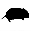 Voles