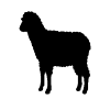 Sheep