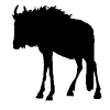 Wildebeest
