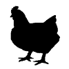 Broiler