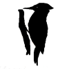 Woodpecker
