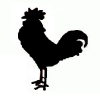 Rooster