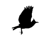 Lark
