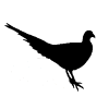 Long-tailed birds