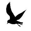Seagull