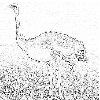 Ostrich
