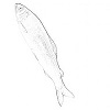 Sweetfish