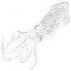 Squid
