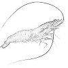 Shrimp