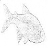 Cave fish