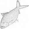 hilsa herring