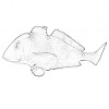 Green stripping fish