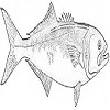 Chatter fish