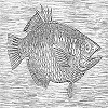 Shiji fish