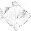 Damo fish