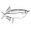 Saury