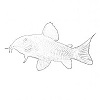 Albino fish