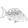 Long face fish