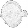 Flounder