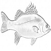 Sea bass