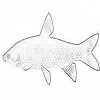 Black carp
