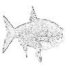 Bighead carp