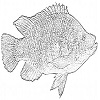 Tilapia