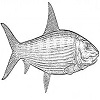 Bonefish
